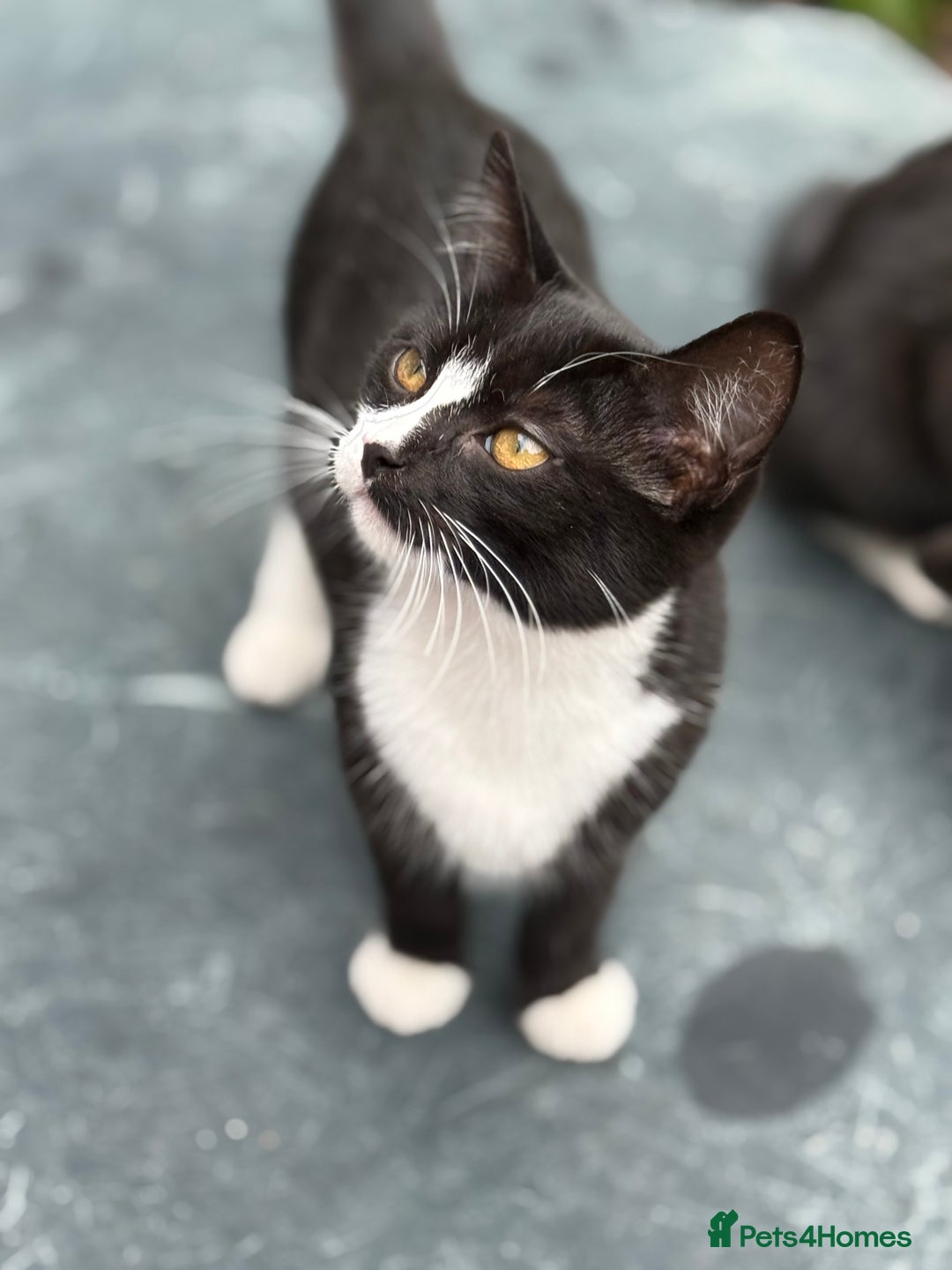 Mixed Breed cats for sale: black and white kittens - Image 1