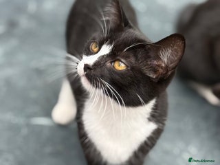 Mixed Breed cats - Advert 8