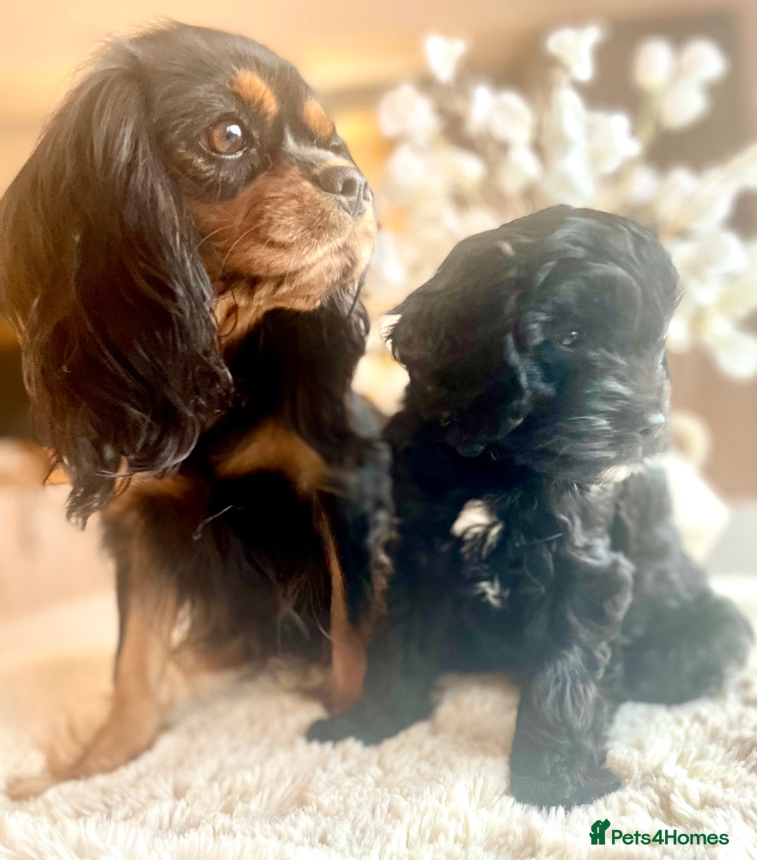 Cavapoo dogs for sale: F1 Cavapoo - Advert 9