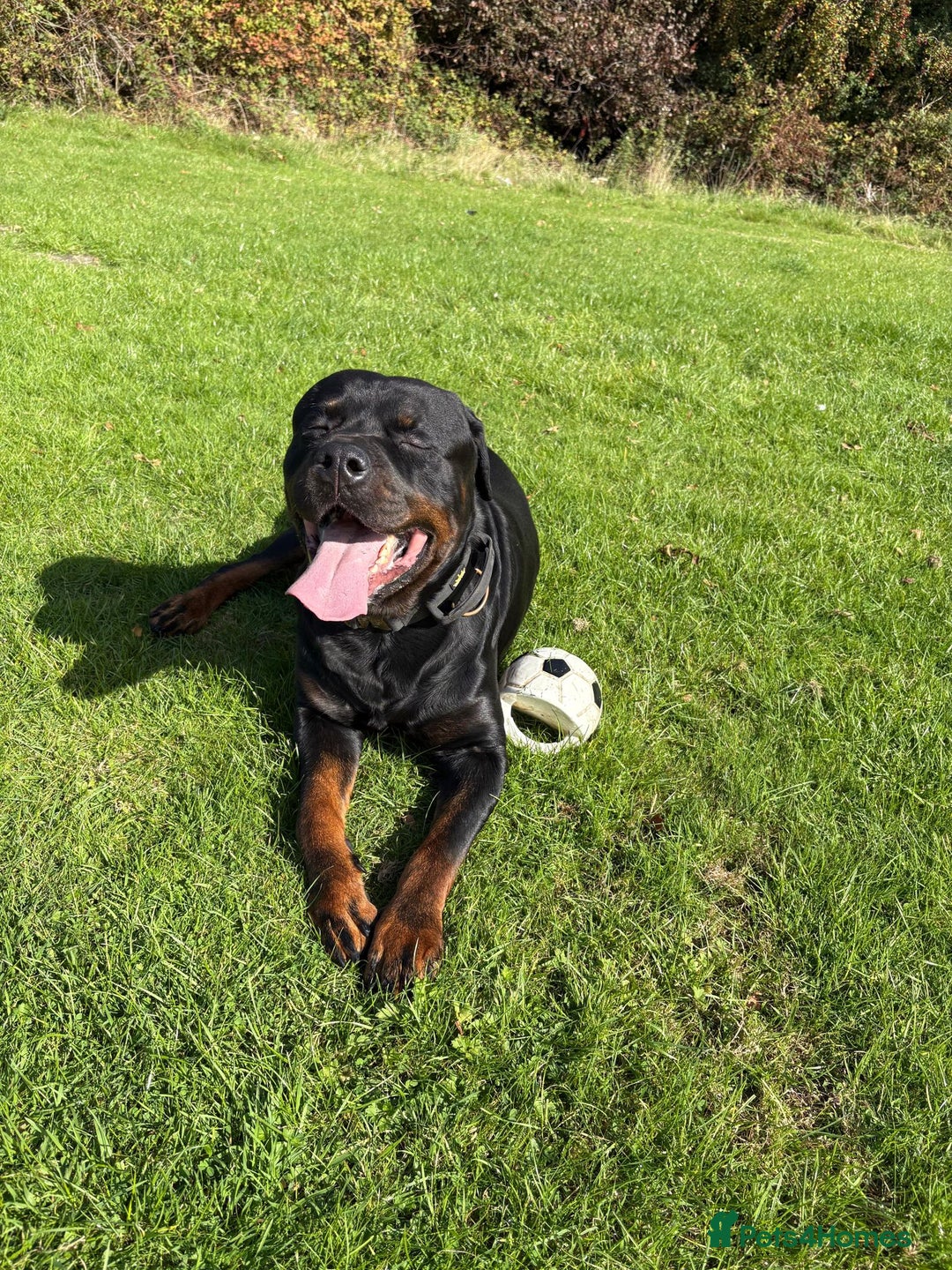 Rottweiler dogs for sale: Rottweiler Puppies – 3 Beautiful Girls Ready now! - Image 11