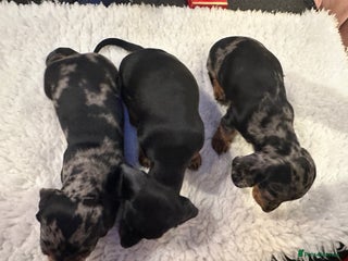 Miniature Dachshund dogs Miniature Silver Dapple & Black and Tan Dachshunds - Advert 10