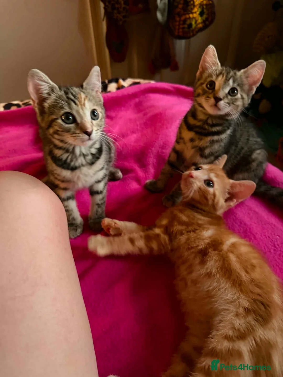 Mixed Breed cats for adoption: Tibby and Libby - Taverham Norfolk  - Advert 14