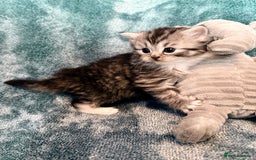Persian cats for sale: 🌟 2 Chinchilla Persian Boy Kittens 🌟 - Image 13