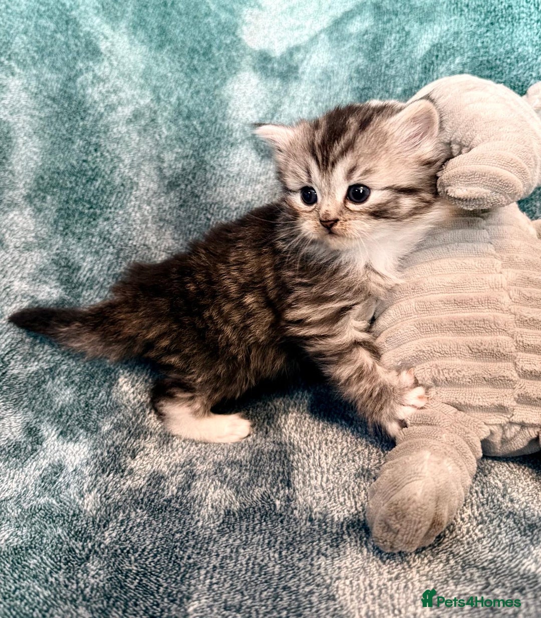 Persian cats for sale: 🌟 2 Chinchilla Persian Boy Kittens 🌟 - Image 13