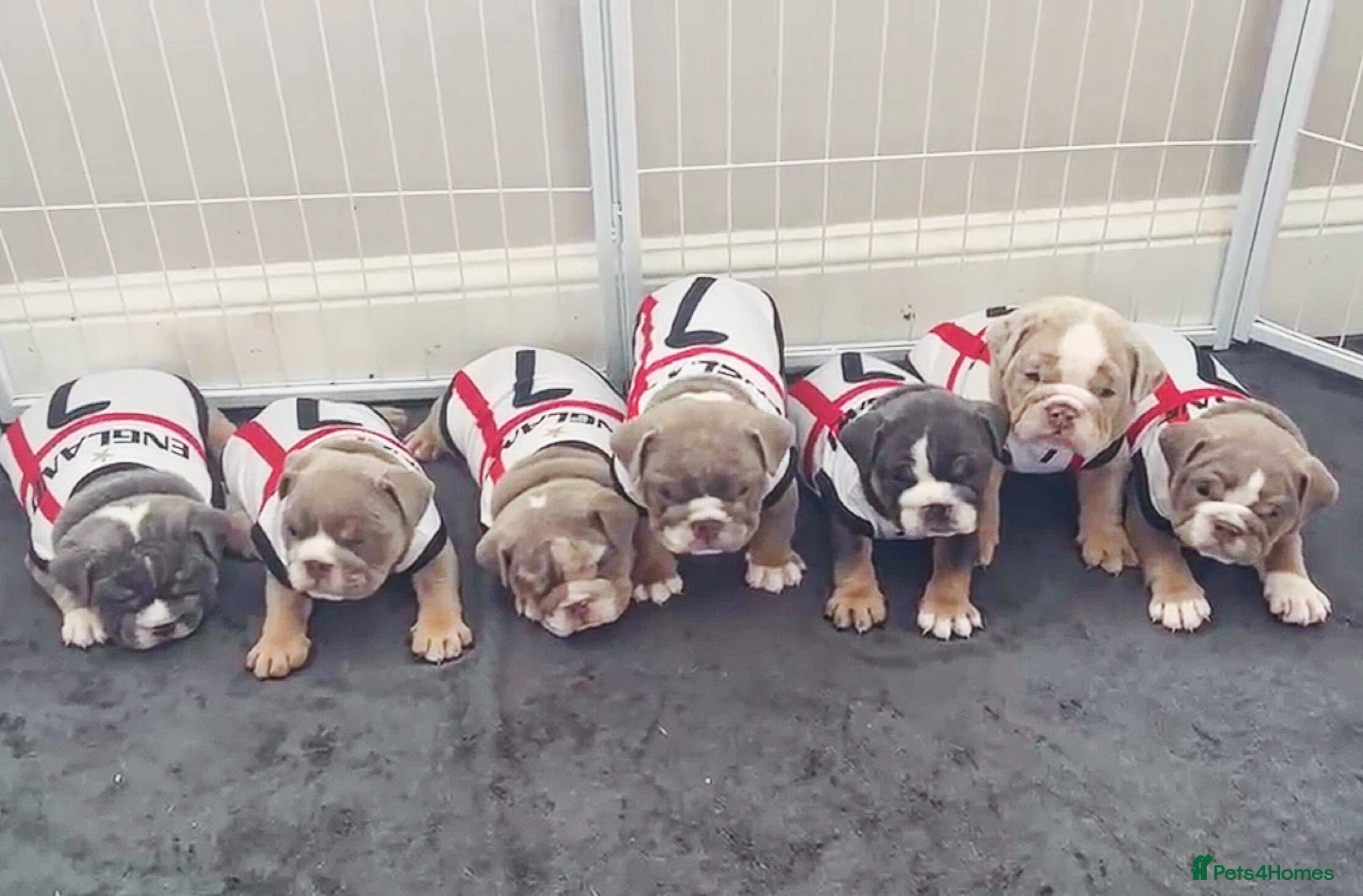 English Bulldog dogs English Bulldog Puppies – 5 Girls & 2 Boys - Advert 2