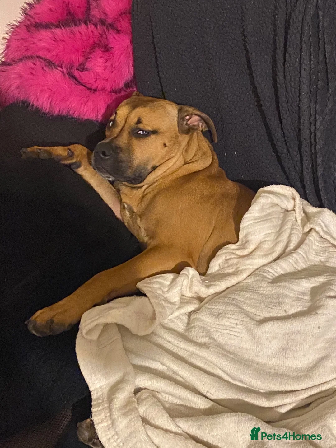 Staffordshire Bull Terrier dogs for sale: 7 month old staffy in Bradford-on-Avon - Advert 5