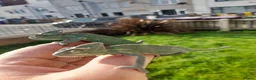 Chameleon reptiles for sale: Baby chameleons - Advert 1