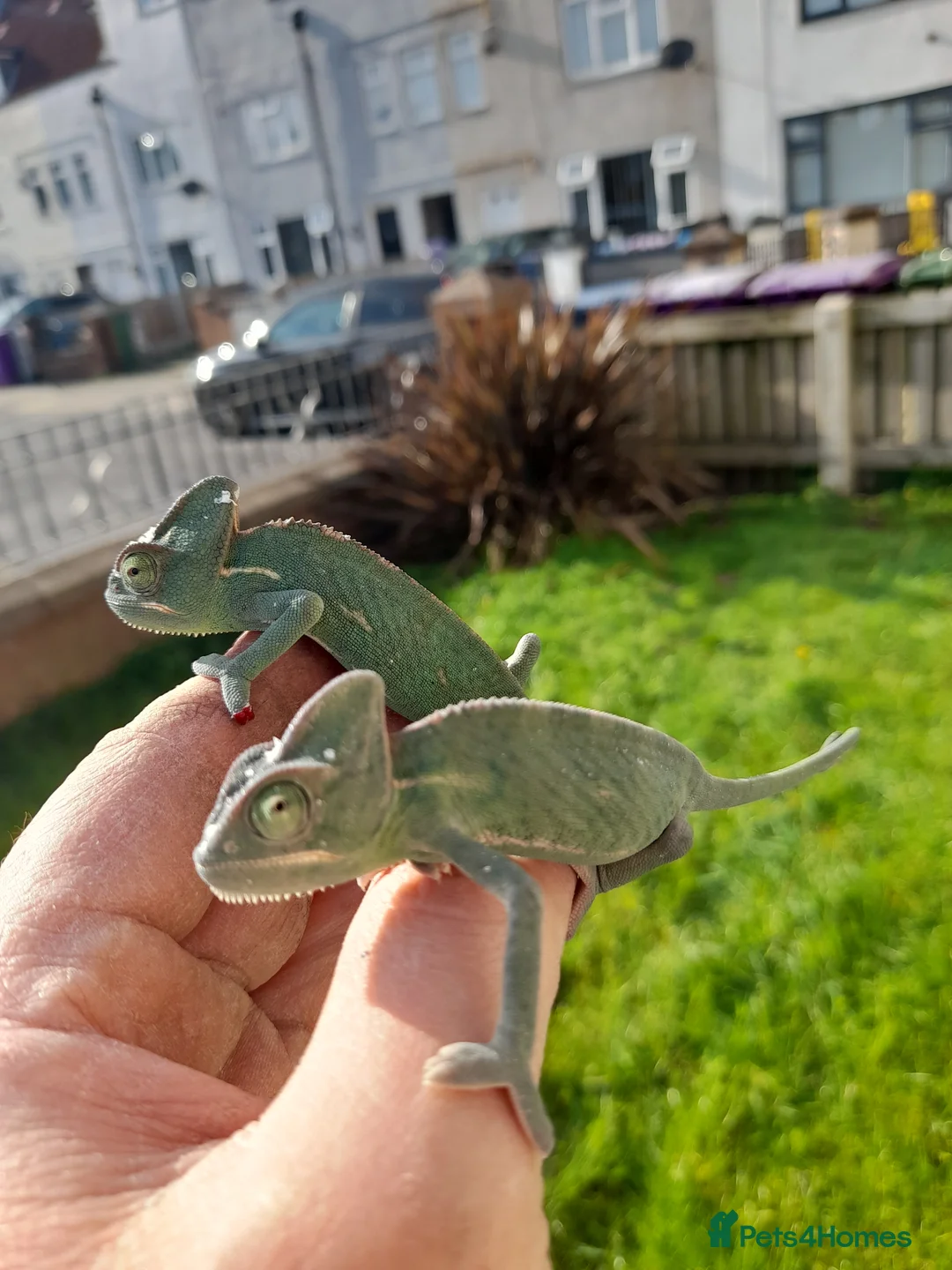 Chameleon reptiles for sale: Baby chameleons - Advert 1