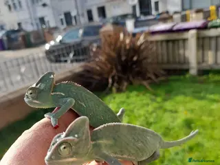 Chameleon reptiles Baby chameleons - Advert 2