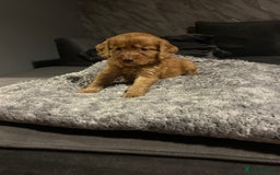 Cockapoo dogs for sale: Beautiful cockapoos - Image 20
