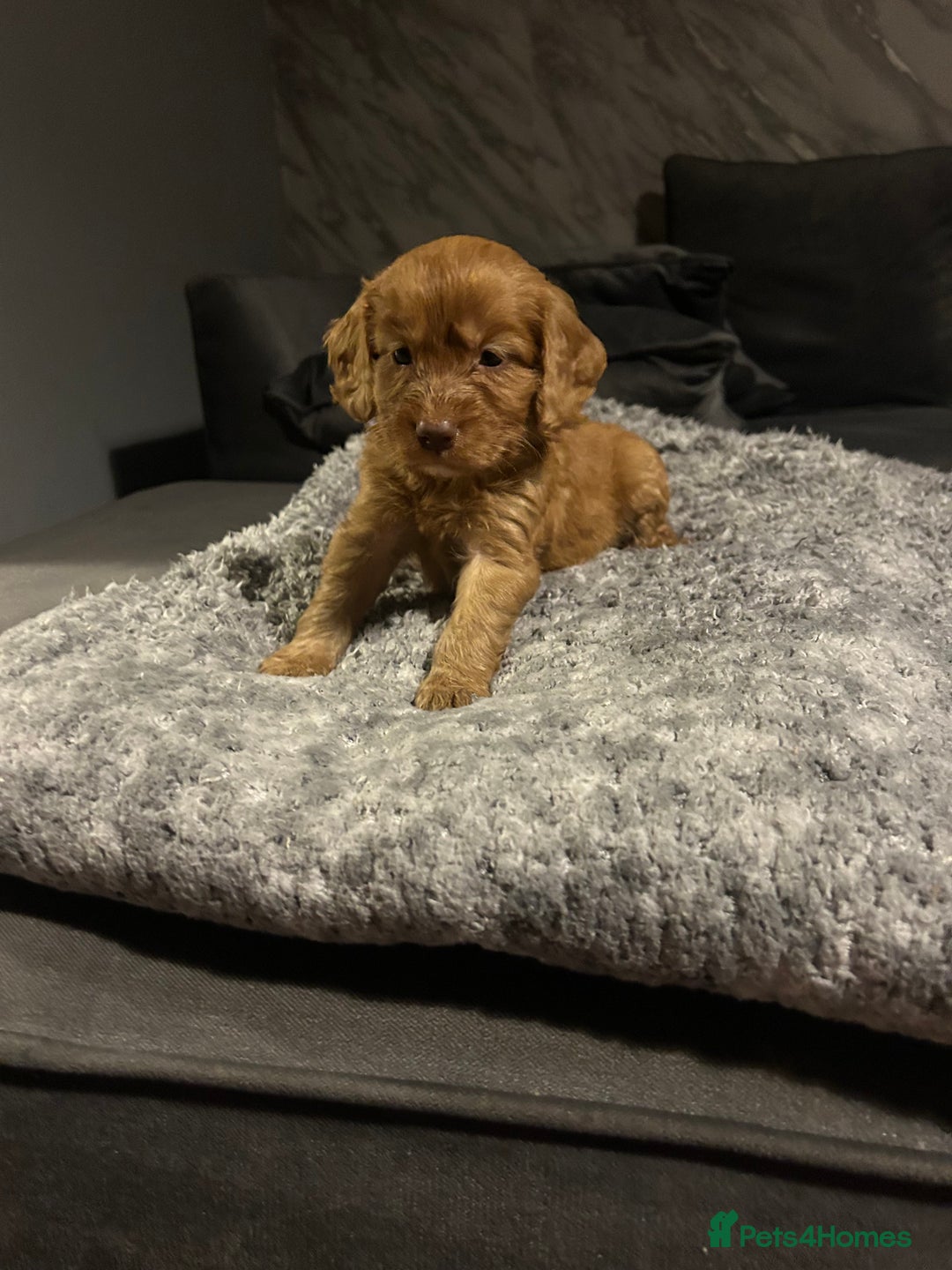 Cockapoo dogs for sale: Beautiful cockapoos - Image 20