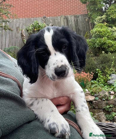 Cocker Spaniel dogs - Advert 8