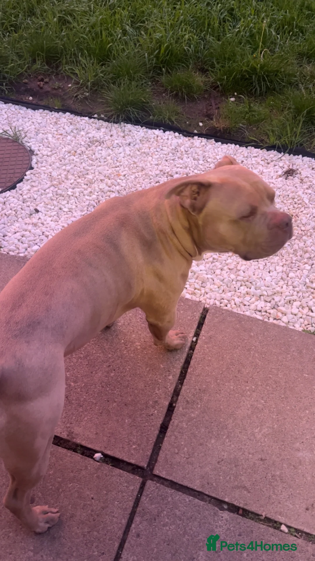 Mixed Breed dogs for sale: Puppies for sale - Advert 16