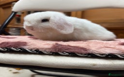 Dwarf Lop rabbits for sale: Stunning friendly dwarf lops  - Image 16