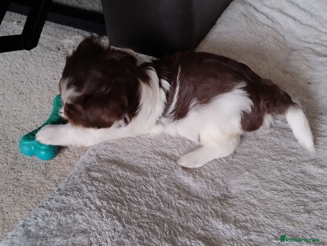 Biewer Terrier dogs for sale: 4 biewer Yorkshire terrier puppies for sale  - Advert 13