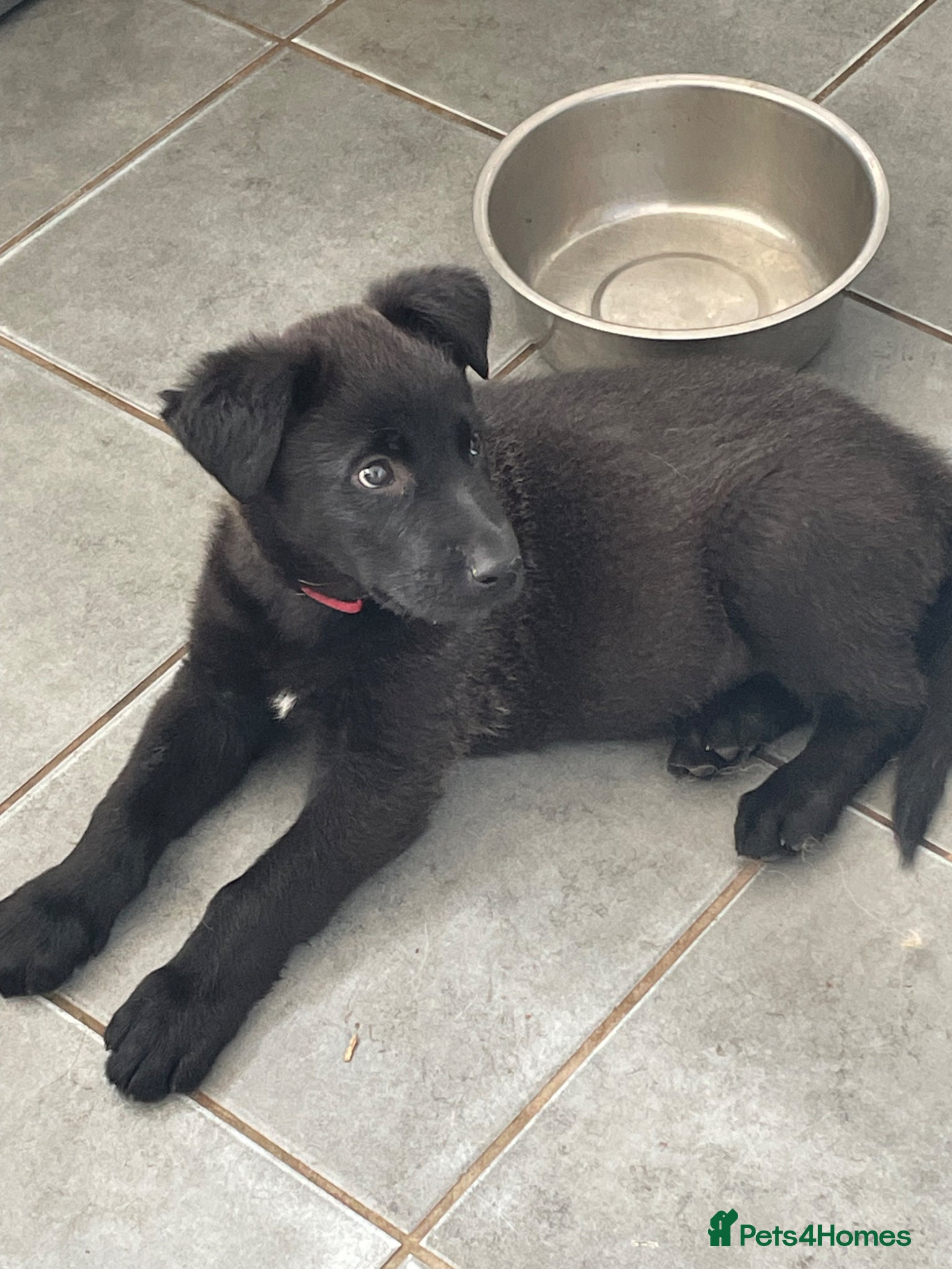 Mixed Breed dogs German shepherd x - Advert 6