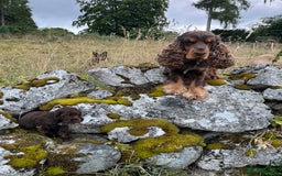 Cocker Spaniel dogs for stud: KC Superb example Classic SHOW Cocker Stud in Ruthin - Image 13