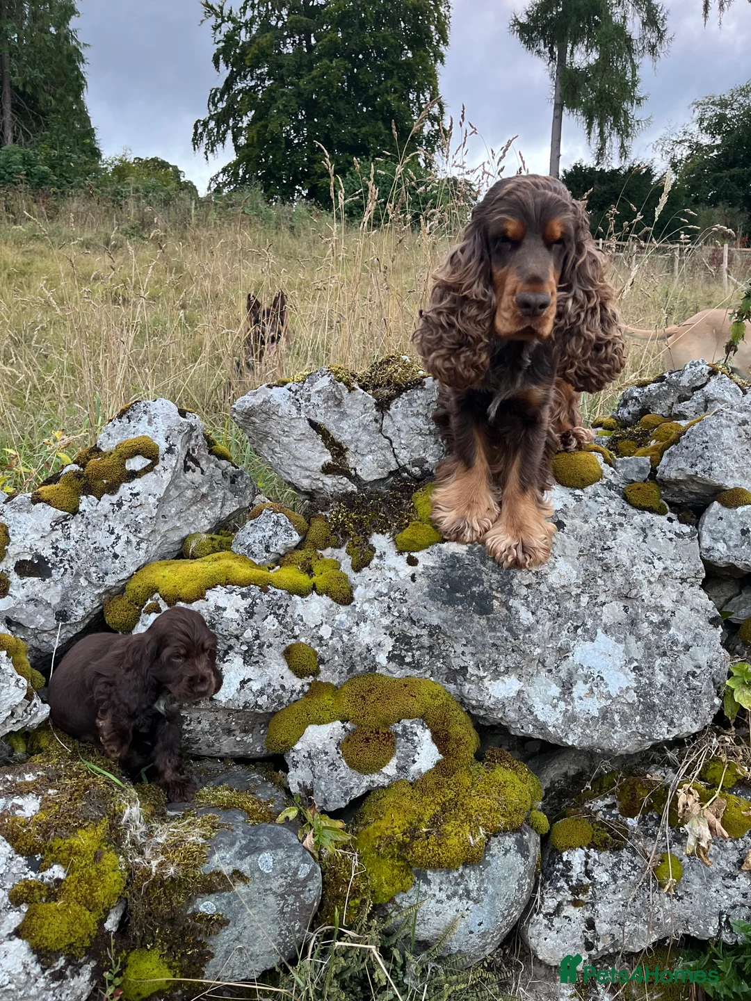 Cocker Spaniel dogs for stud: KC Superb example Classic SHOW Cocker Stud in Ruthin - Advert 13