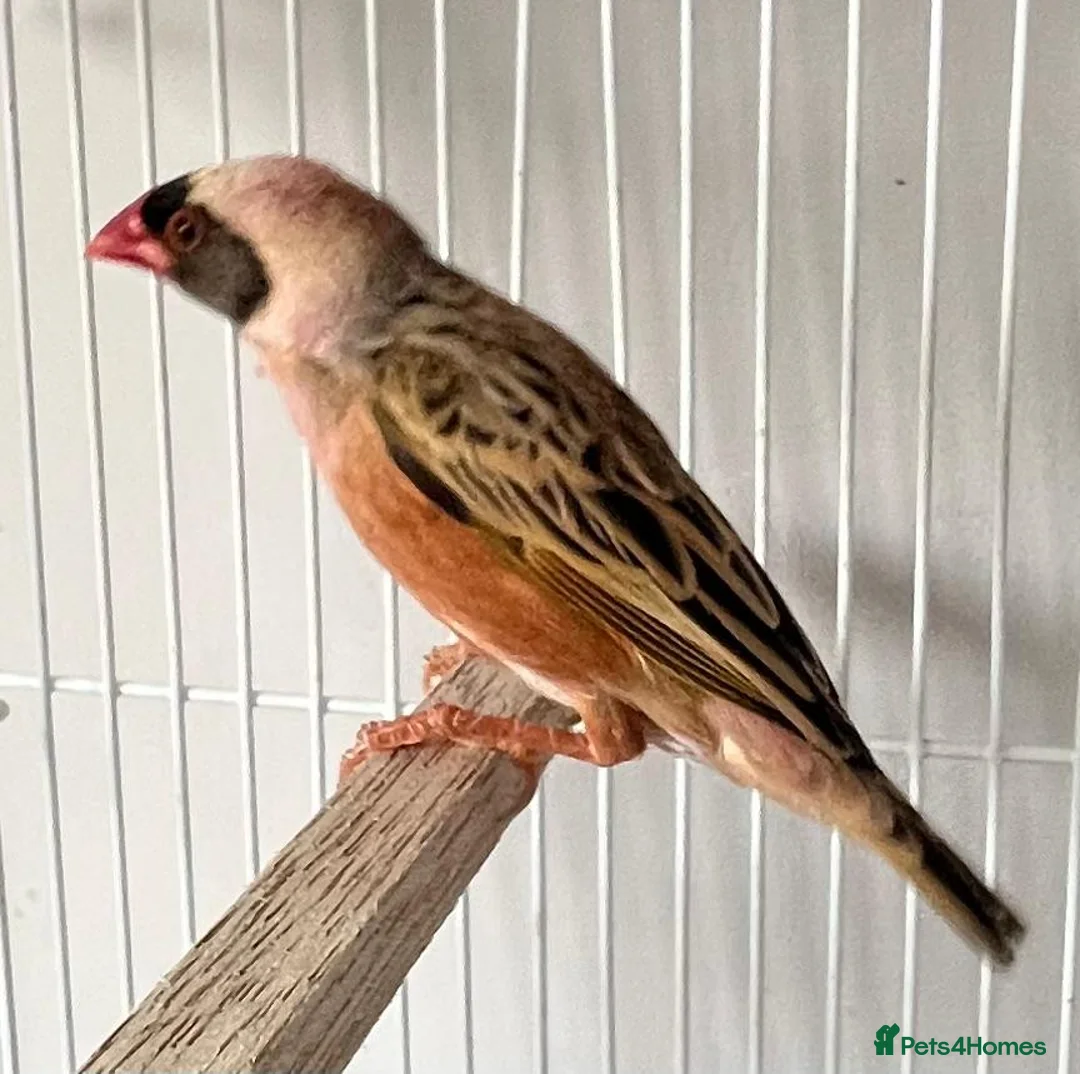 Budgerigars birds for sale: 🐦 Canaries & Finches Available  - Advert 7