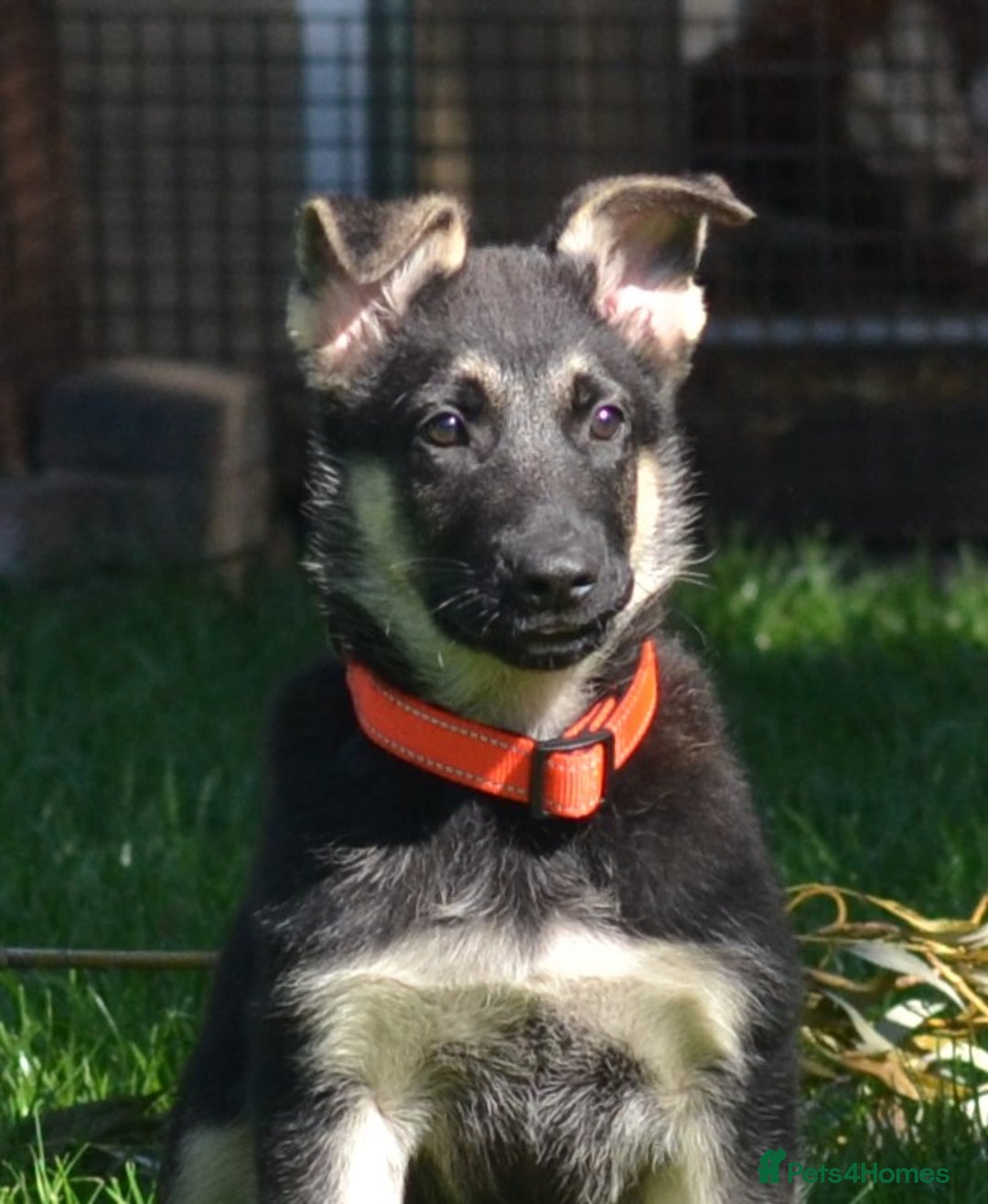 German Shepherd dogs for sale: ⚡RARE EAST EUROPEAN SHEPHERD PUPPIES AVAILABLE⚡ - Image 13