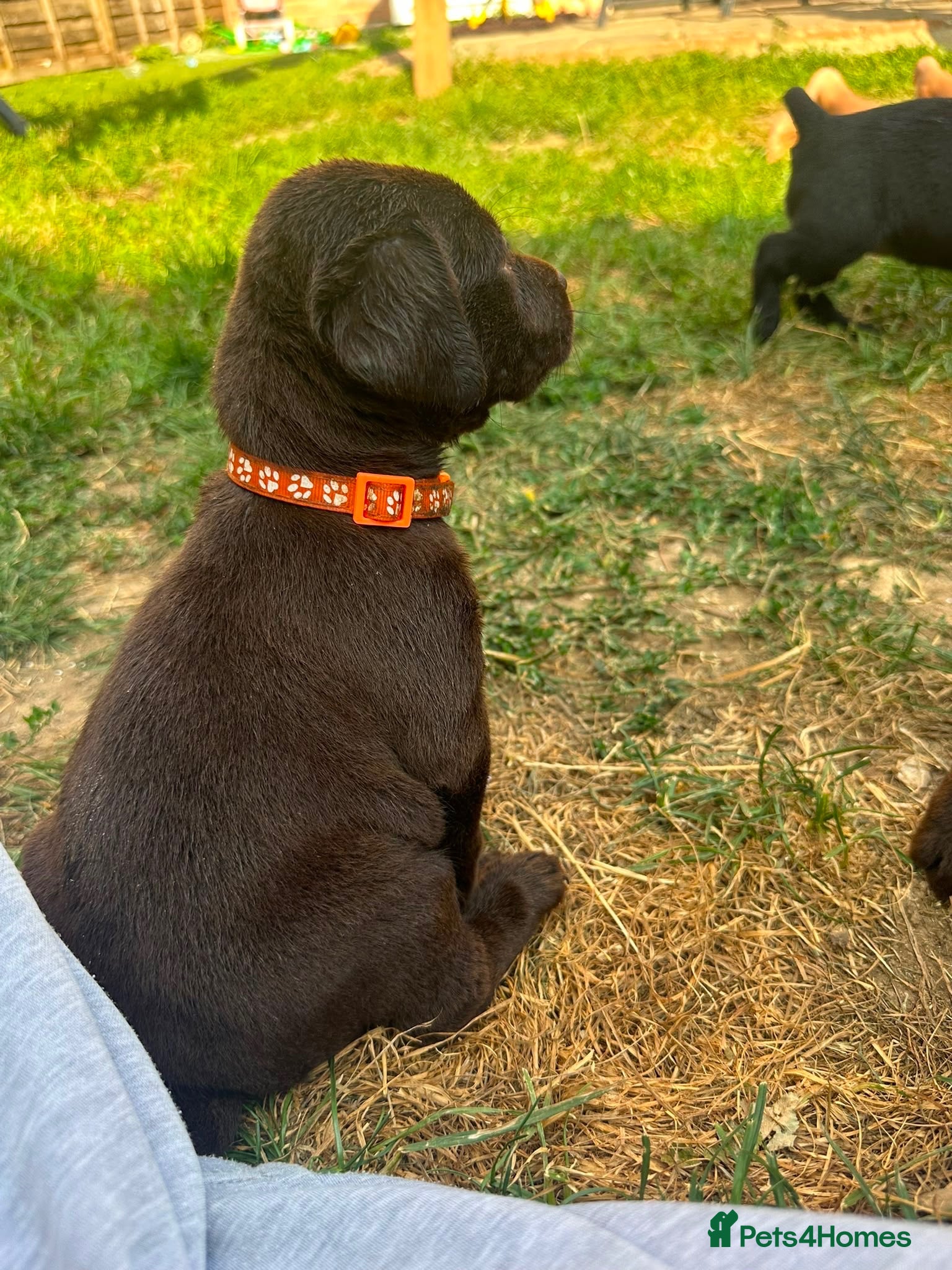 Labrador Retriever dogs 🐾 2 Female Black and brown Labrador Puppy 🐾 - Advert 9