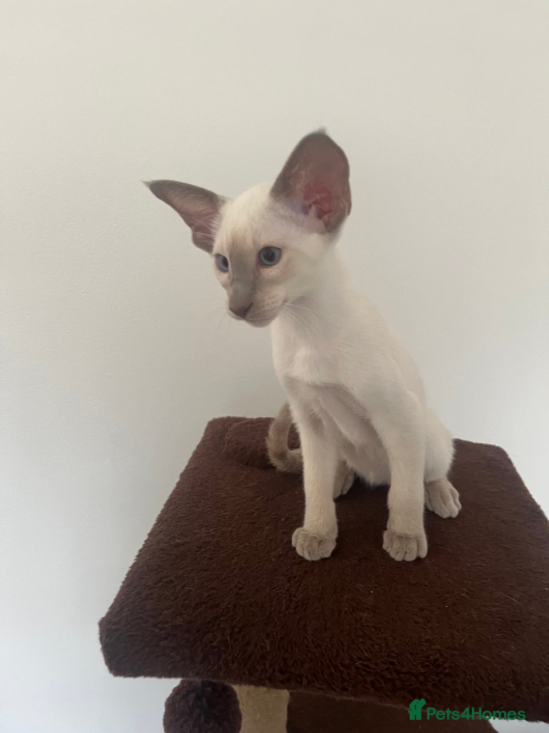 Siamese cats for sale: Gorgeous New Style Siamese Kittens - Image 13