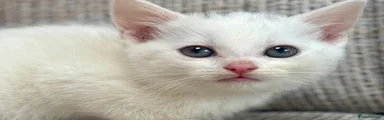 British Shorthair Kitten 5