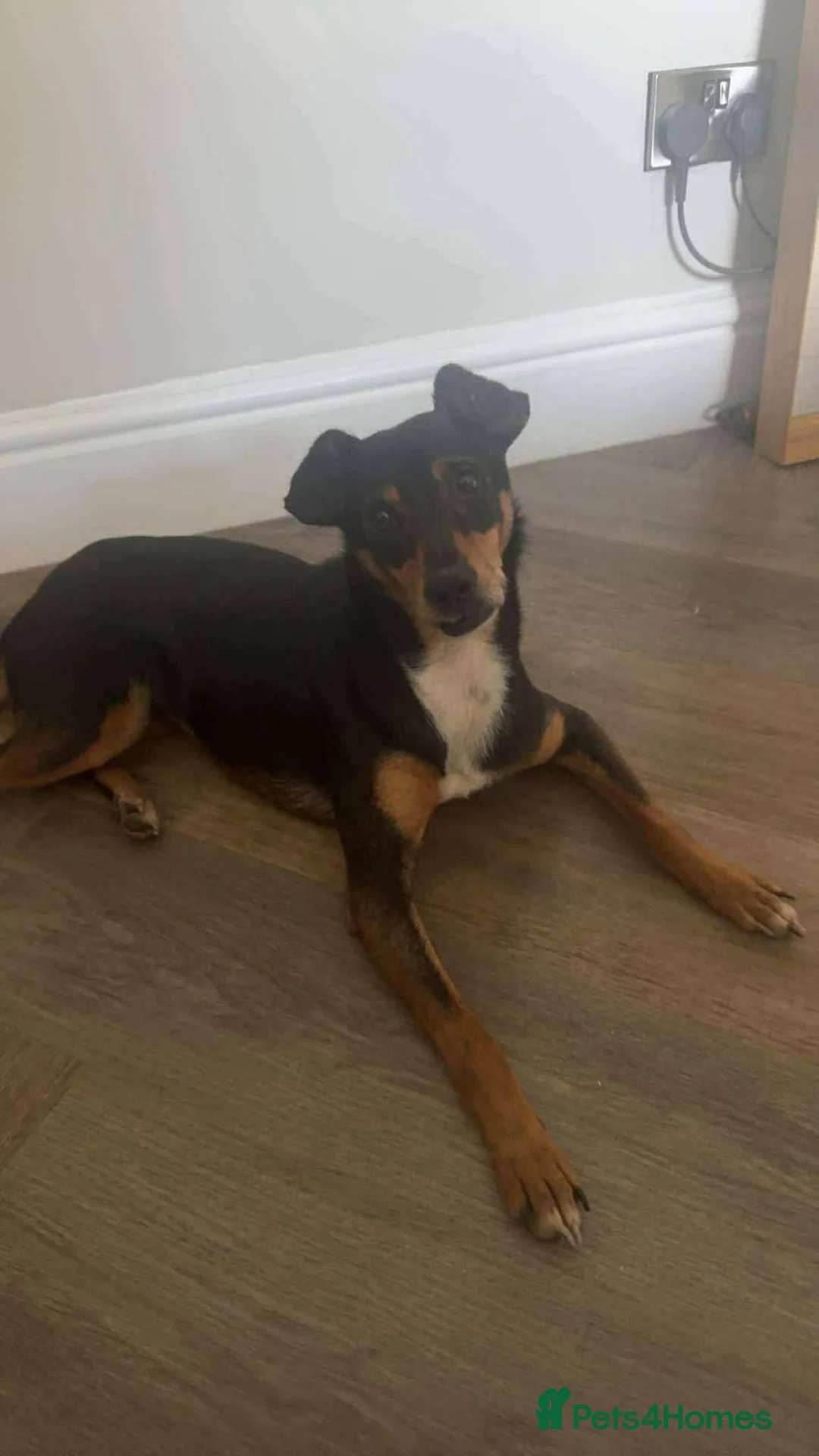 Mixed Breed dogs for adoption: Meet Lio, currently residing in South Yorkshire  - Advert 2