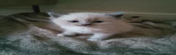 Ragdoll cats for sale: 3 beautiful blue mitted ragdoll BSH kittens  - Advert 15