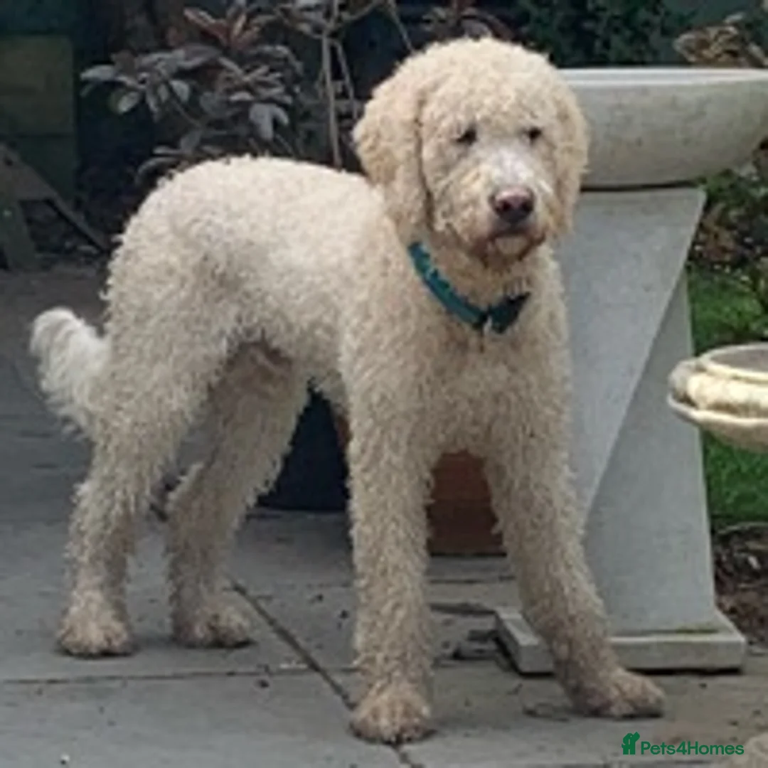 Labradoodle dogs for stud: Labradoodle Stud - Proven in Worthing - Advert 7