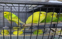 Budgerigars birds for sale: All Colours in Budgies - Image 2