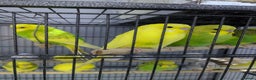 Budgerigars birds for sale: All Colours in Budgies - Advert 2