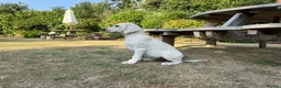 Mixed Breed dogs for sale: Male Pointador X Labrador puppy. - Advert 7