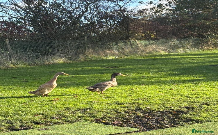 Ducks poultry - Advert 6