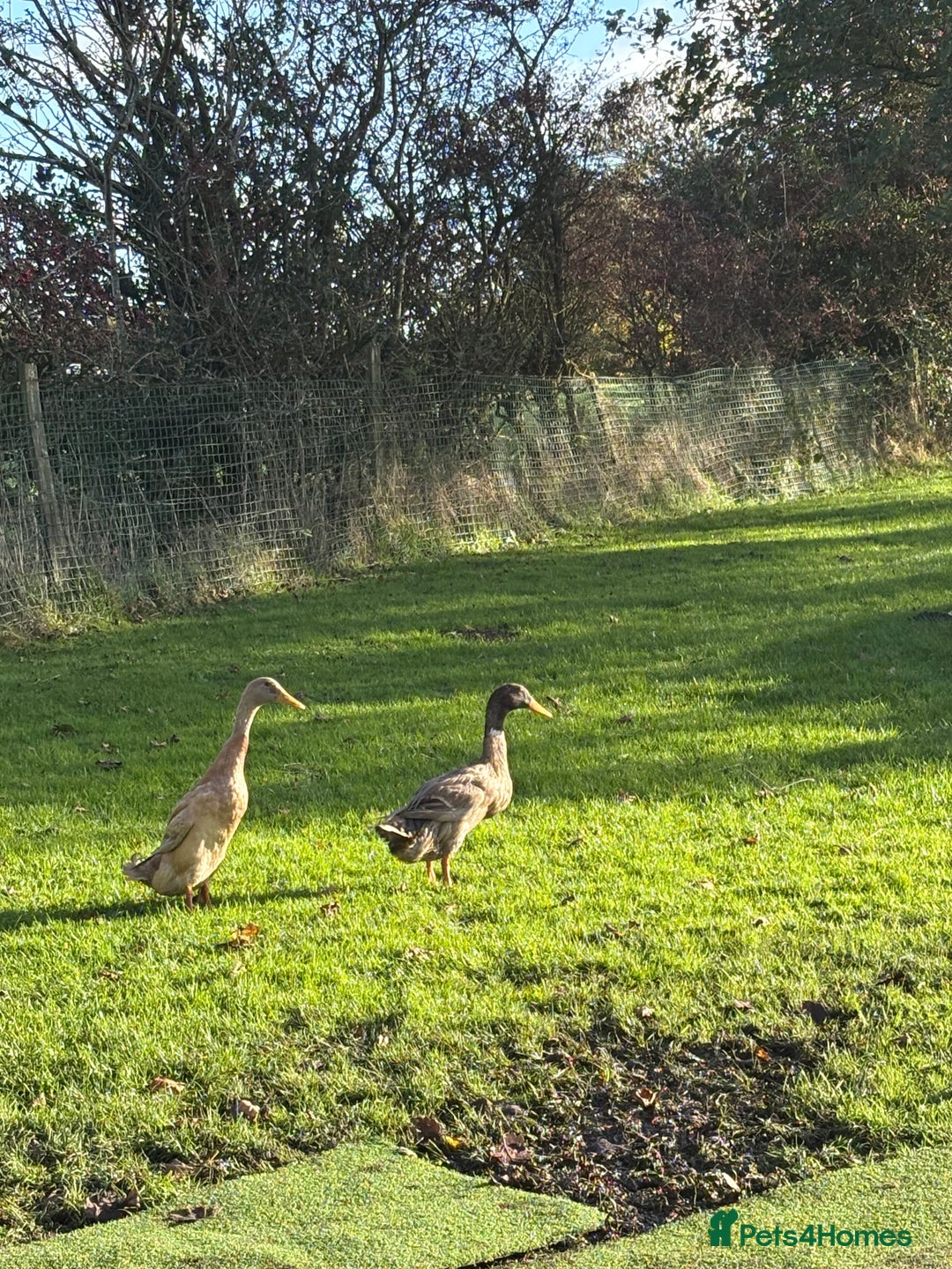 Ducks poultry for sale: Two male runners for rehoming - Image 1