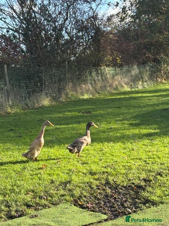 Ducks poultry - Advert 2