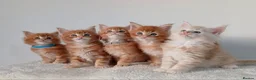 Maine Coon cats for sale: Sweet and Beautiful Pure Breed Maine Coon Kittens - Advert 3