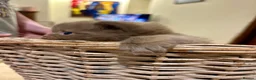 British Shorthair cats for sale: GCCF Registered BSH/BLH Kittens - Advert 37