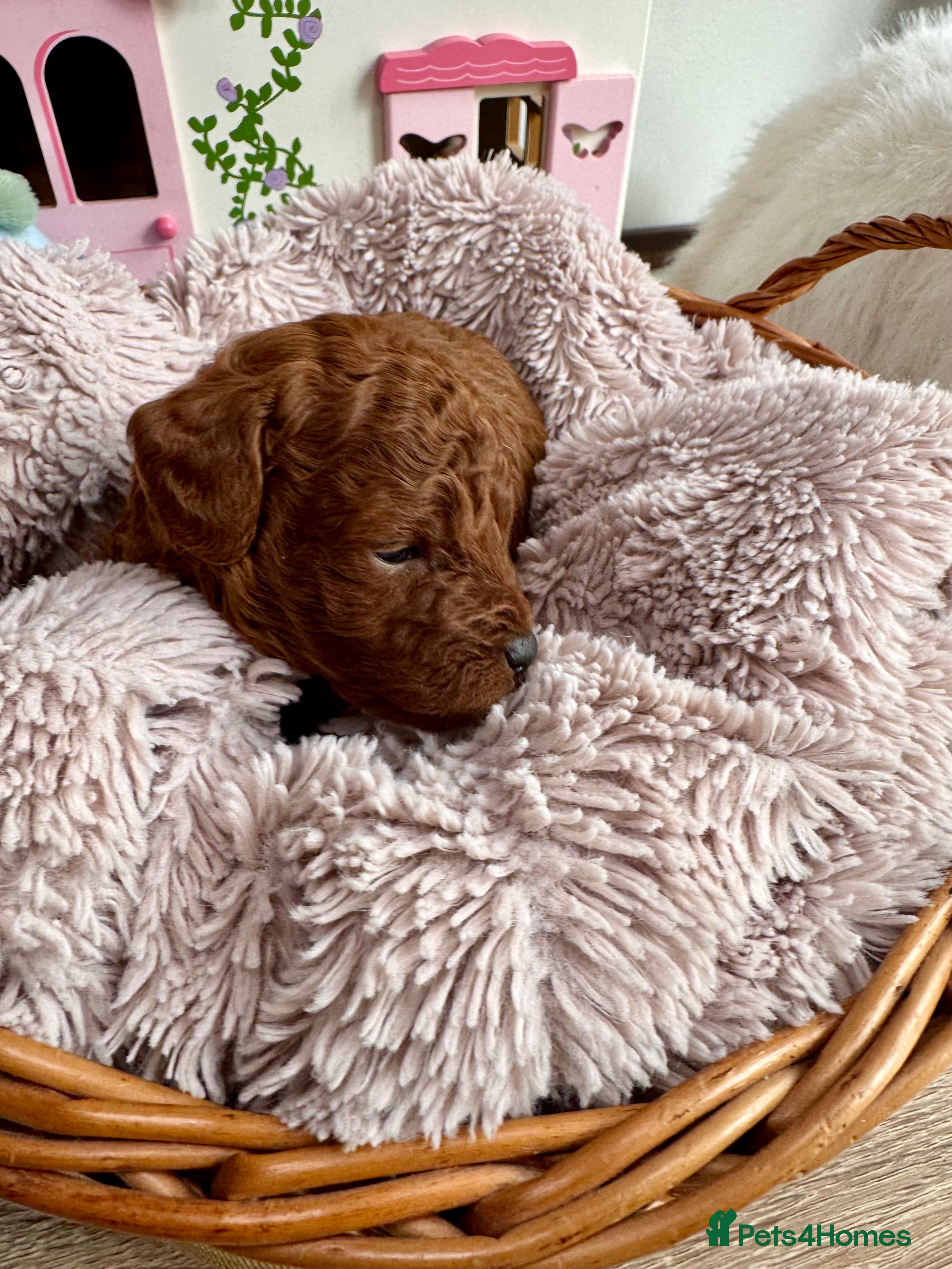 Toy Poodle dogs for sale: Asian Poodle Puppies WAITING LIST OPEN - Advert 36