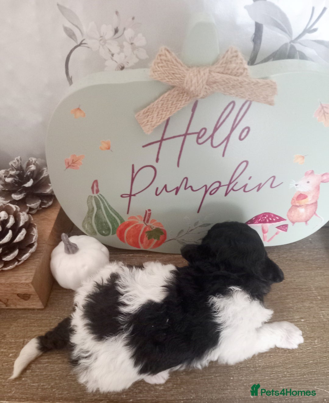 Toy Poodle dogs for sale: **1 PARTI BOY AVAILABLE**READY 21st DECEMBER** - Advert 27