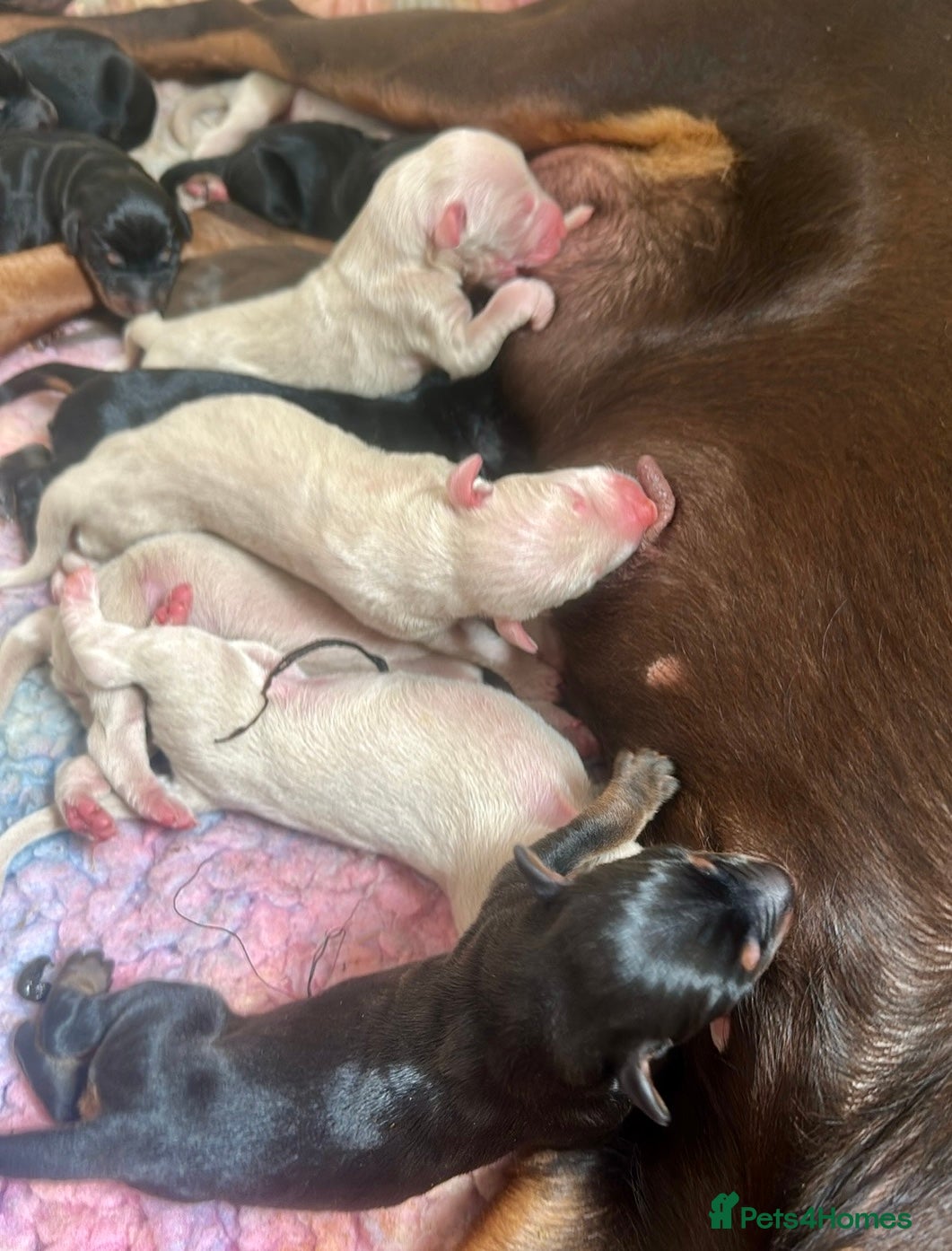 Dobermann dogs KC registered health tested Dobermann puppies  - Advert 1