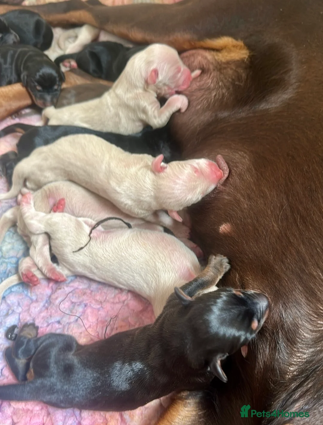 Dobermann dogs for sale: KC registered health tested Dobermann puppies  - Advert 2