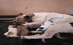 French Bulldog dogs for sale: French bulldog 2 boys and four girls - Image 13