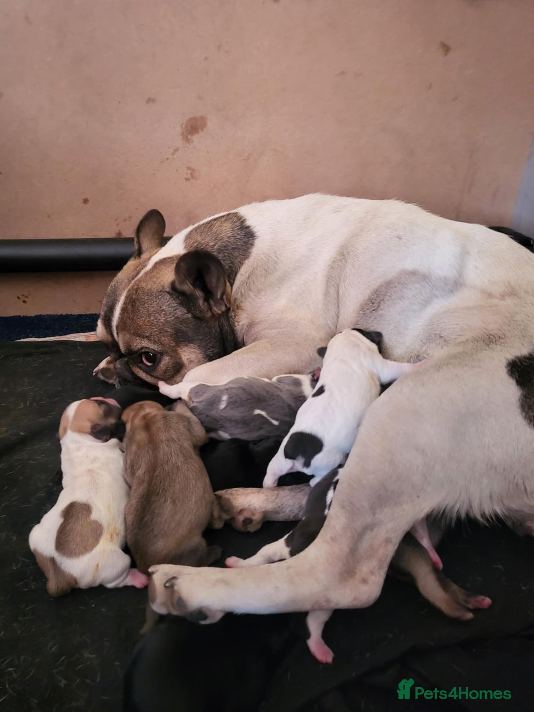 French Bulldog dogs for sale: French bulldog 2 boys and four girls - Image 13