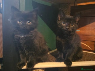 Mixed Breed cats - Advert 9