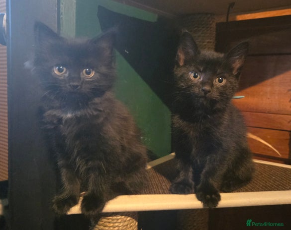 Mixed Breed cats - Advert 5