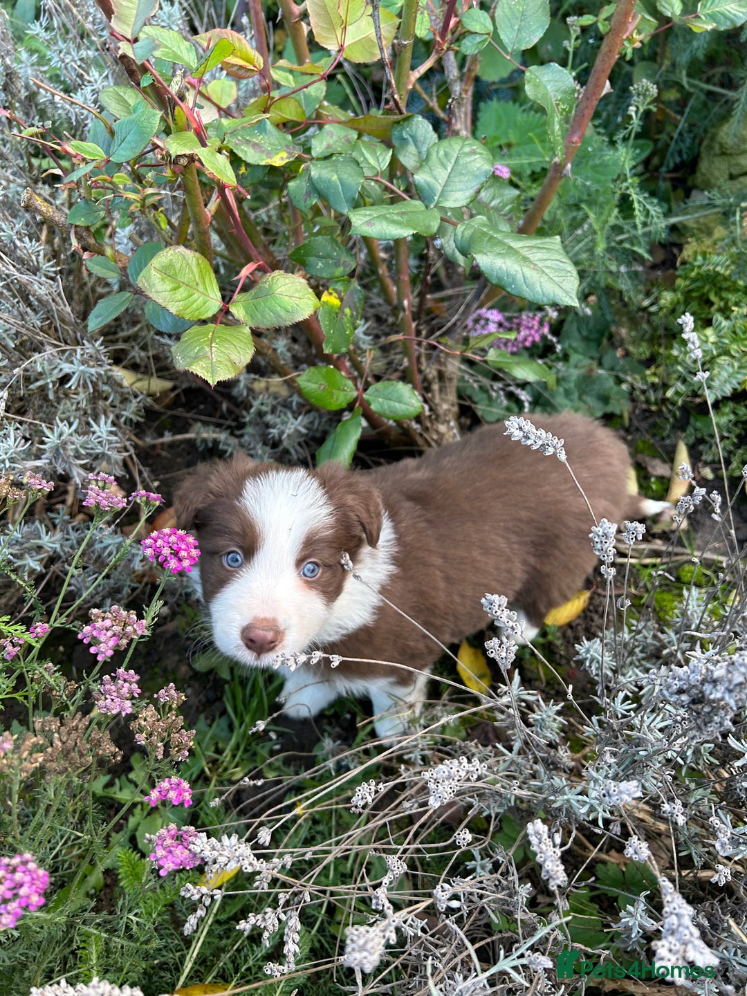 Border Collie dogs for sale: ABSOLUTELY GORGEOUS BORDER COLLIE PUPS - Image 15