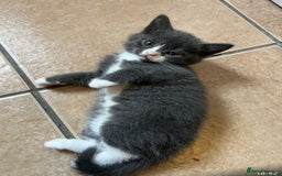 Scottish Fold cats for sale: Scottish fold cross kittens  - Image 6