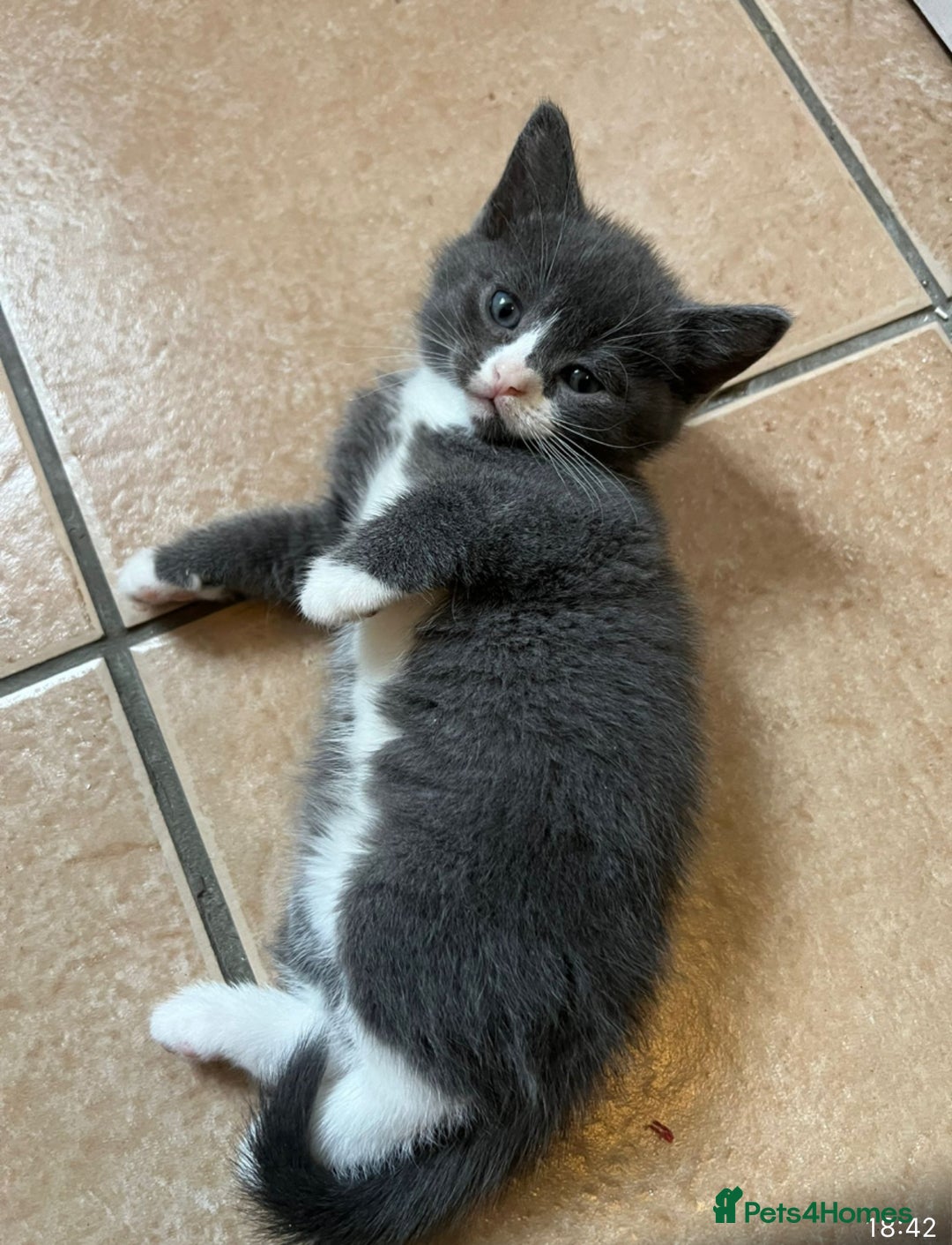 Scottish Fold cats for sale: Scottish fold cross kittens  - Image 6