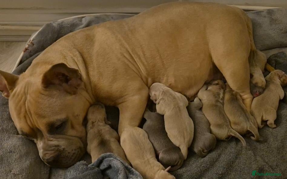 American Bully dogs for sale: American Bully Puppies - Advert 2